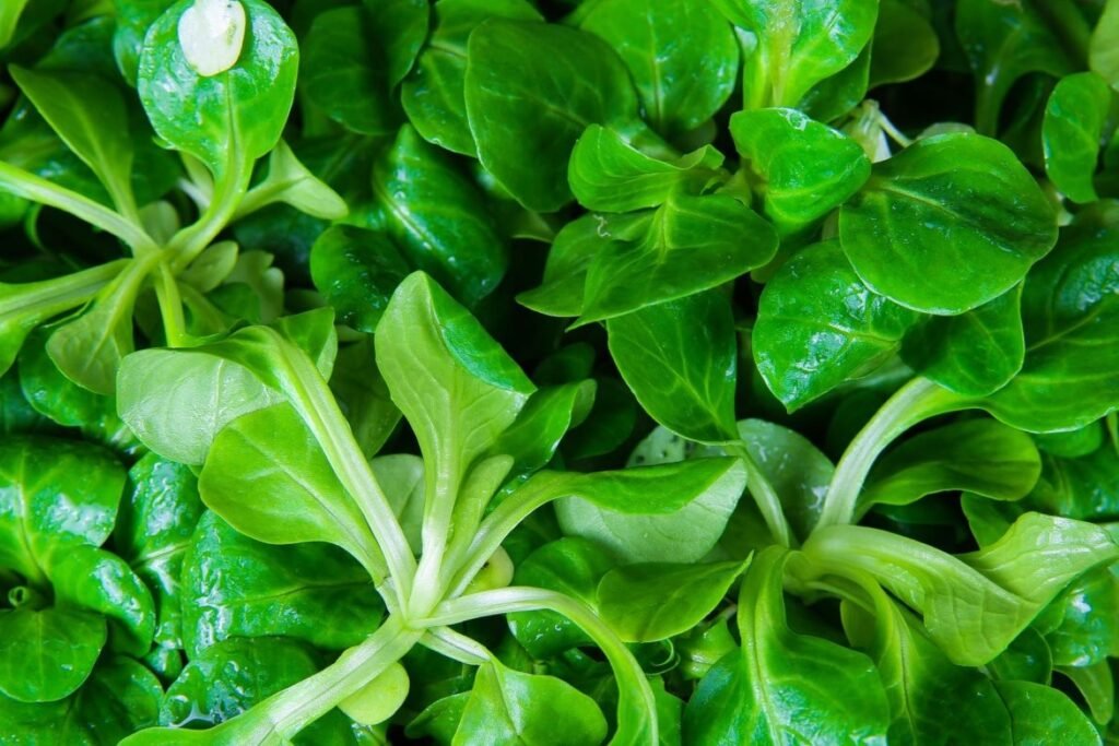 Lambs Lettuce